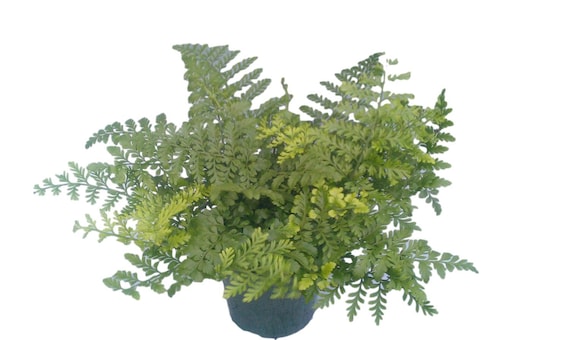 weeping jade plant Trailing Jade 'Senecio jacobsenii' 1 Gal. / Black / With Pot