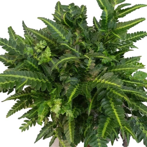 East Indian Fern Plant in 6 inch pot