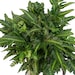 see more listings in the Ferns section