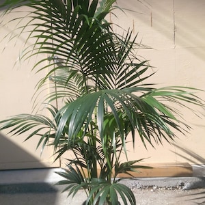 Kentia Palm Plant in 10 pot, 60 tall, Tropical, Howea Forsteriana, Sentry image 2