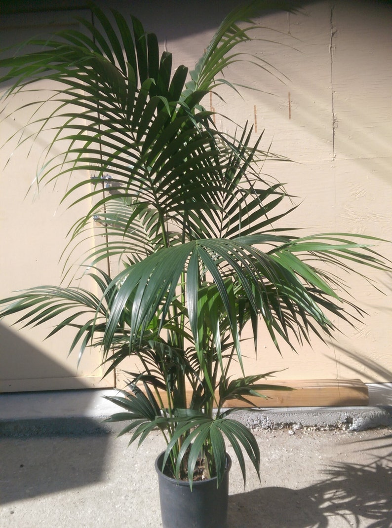 Kentia Palm Plant in 10 pot, 60 tall, Tropical, Howea Forsteriana, Sentry image 2