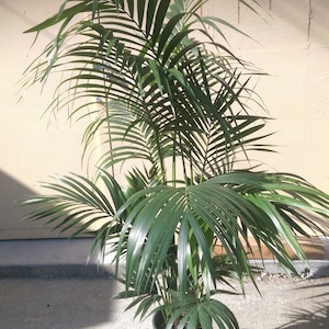 Kentia Palm Plant in 10 pot, 60 tall, Tropical, Howea Forsteriana, Sentry image 1