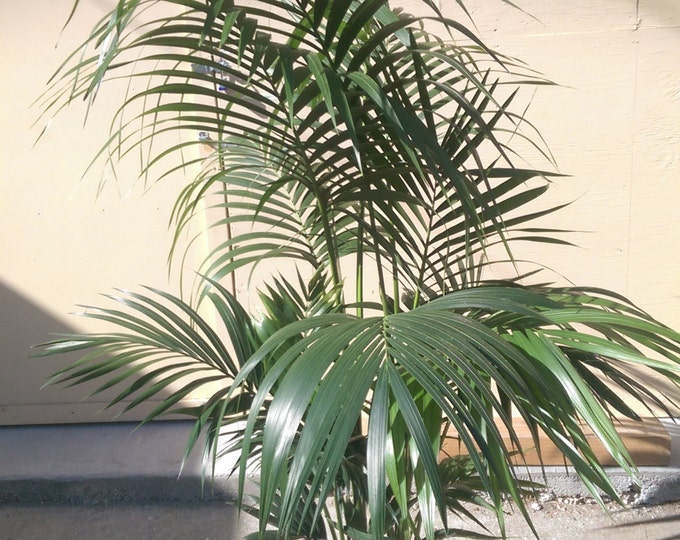 Kentia Palm Plant in 10" pot, 60" tall, Tropical, Howea Forsteriana, Sentry