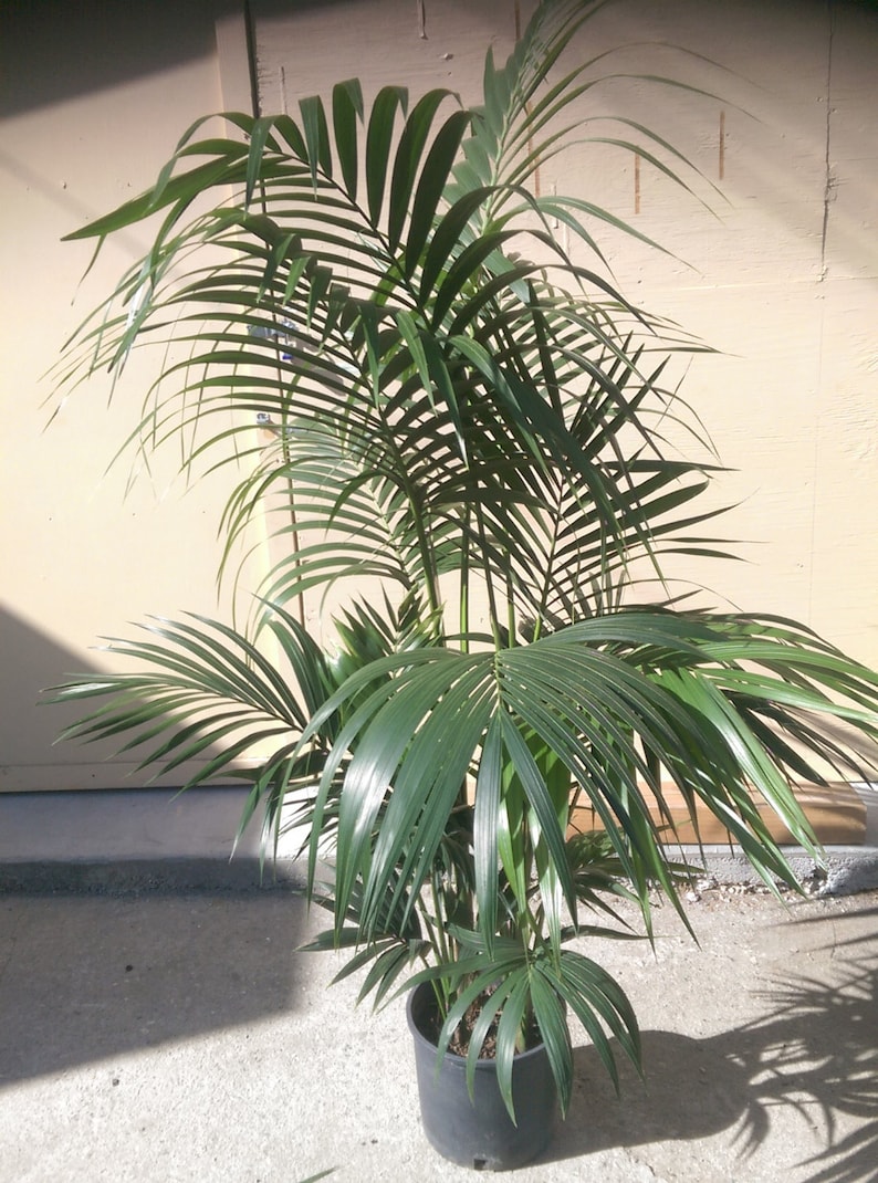 Kentia Palm Plant in 10 pot, 60 tall, Tropical, Howea Forsteriana, Sentry image 1