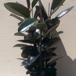 Ficus Elastica Burgundy Decora Plant in 10 Pot About 30 tall Nice image 3