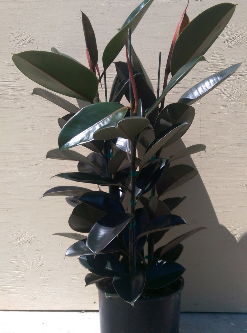Ficus Elastica Burgundy Decora Plant in 10 Pot About 30 tall Nice image 3