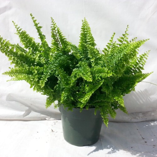 Fluffy Ruffle Fern Plant in 6 inch pot