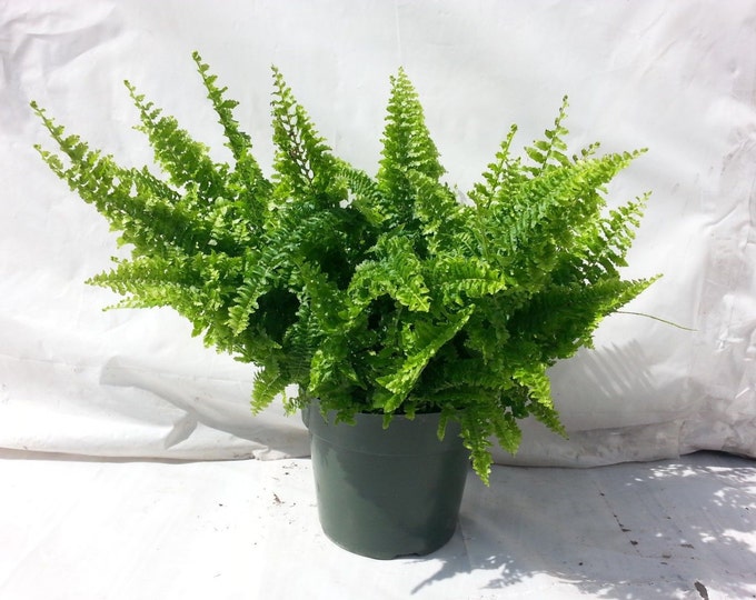 Fluffy Ruffle Fern Plant in 6 inch pot