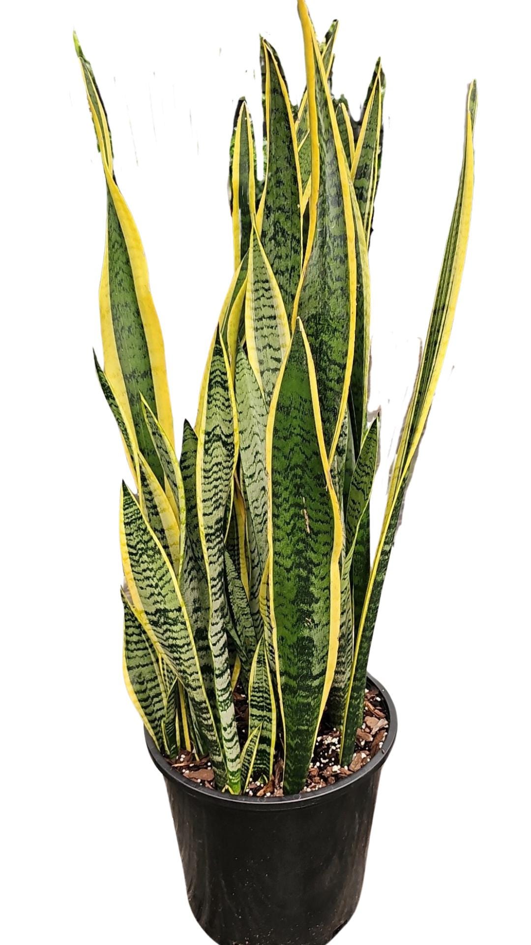 Sansevieria Laurentii Plant in 14 Inch Pot - About 40 Inches Tall - Etsy