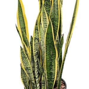 gasteria succulent plant Gasteria 'Little Warty' 4