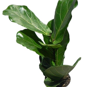 May include: A potted fiddle leaf fig plant with large, green leaves. The plant is in a white pot with brown soil.
