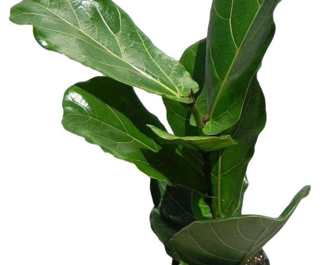 Ficus Lyrata Plant in 6" Pot - Also Called Fiddle Leaf Fig or Pandurata - At least 6 Leaves & 18" tall