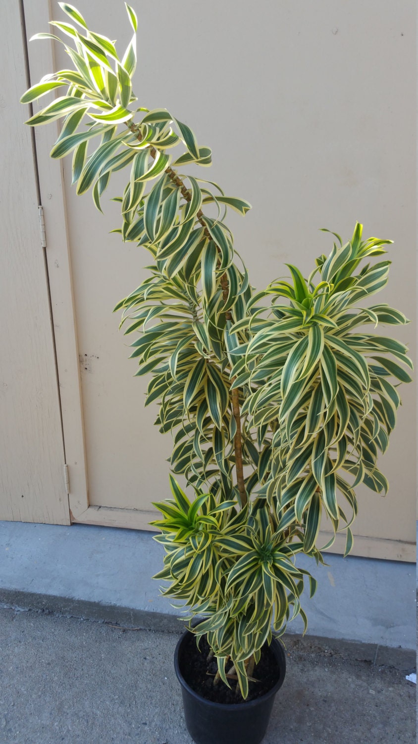 Dracaena Pleomele Reflexa Song Of India Tropical Plant in 12 pot 60 tall Dracaena Pleomele Reflexa Song Of India Tropical Plant in 12 pot 60 tall