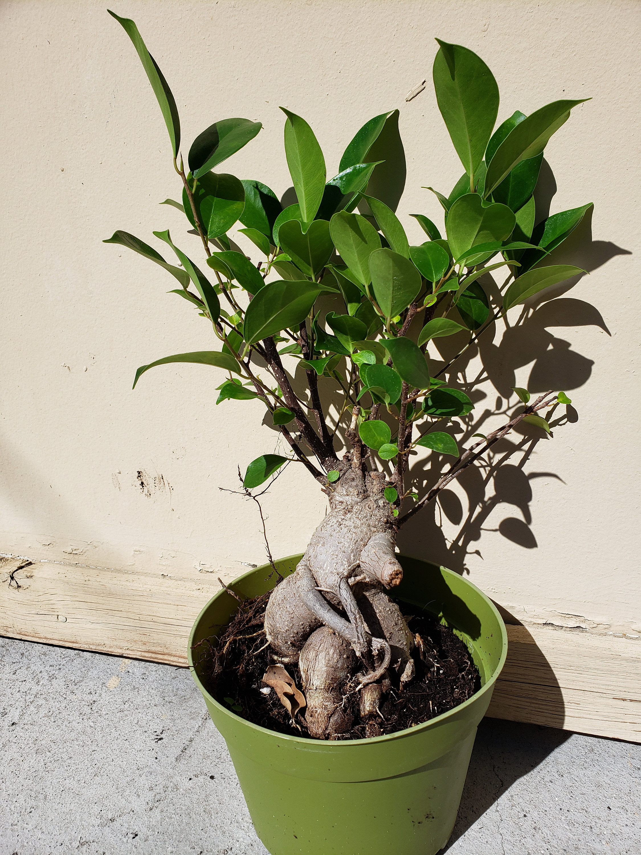 Ginseng Ficus Bonsai Plant in 6 pot About 1215 inches tall