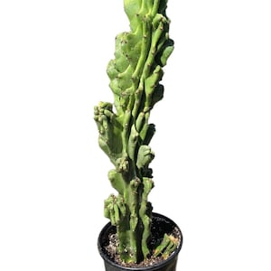 Cereus Peruvian Monstrose Cactus in  5 Gallon Pot - About 40 inches tall