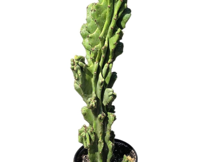 Cereus Peruvian Monstrose Cactus in  5 Gallon Pot - About 40 inches tall