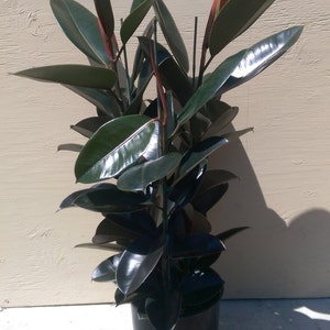 Ficus Elastica Burgundy Decora Plant in 10 Pot About 30 tall Nice image 2