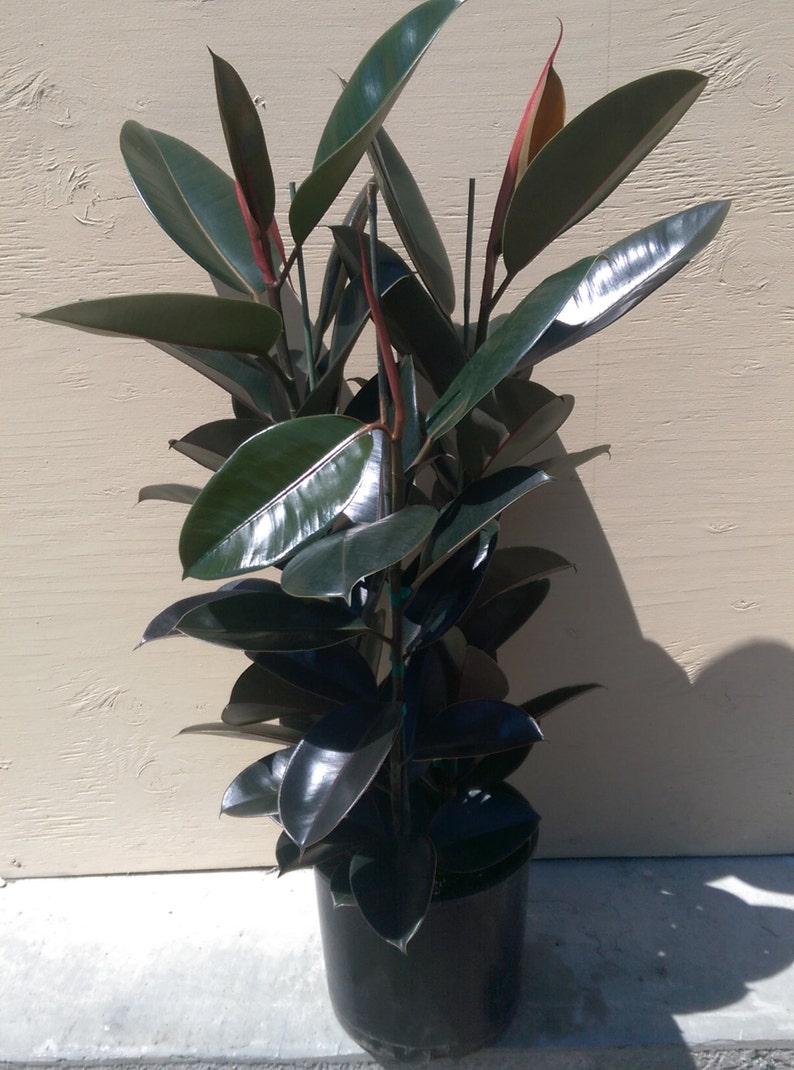 Ficus Elastica Burgundy Decora Plant in 10 Pot About 30 tall Nice image 2