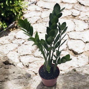 May include: A potted ZZ plant with dark green leaves and stems. The plant is in a small, round, terracotta-colored pot. The plant is sitting on a large, light-colored stone surface.
