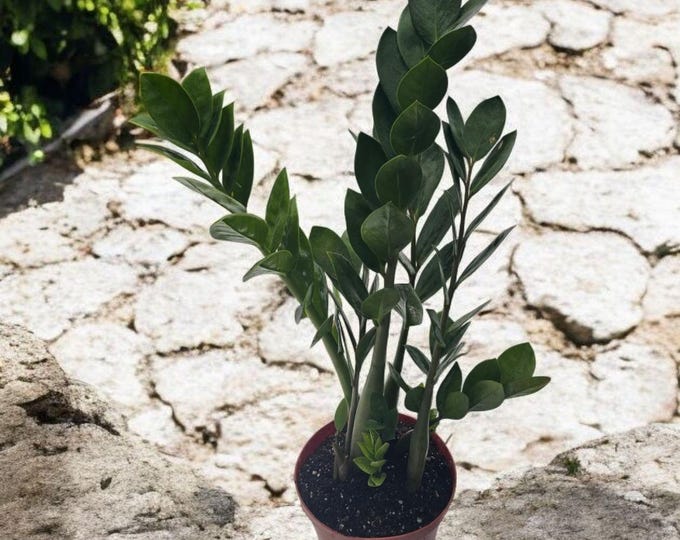 Zamioculcas Zamiifolia - ZZ Plant in 6 Inch Pot - Zanzibar Gem