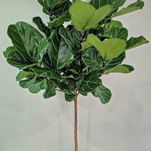 Ficus Lyrata Tree Plant in 14" Pot - Also Called Fiddle Leaf Fig or Pandurata - About 6 Feet tall - Nice!