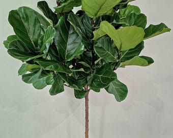 Ficus Lyrata Tree Plant in 14" Pot - Also Called Fiddle Leaf Fig or Pandurata - About 6 Feet tall - Nice!