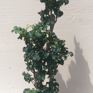 Polyscias Guilfoylei Blackie Black Aralia  Plant in 2 Gallon Pot - About 50" Tall