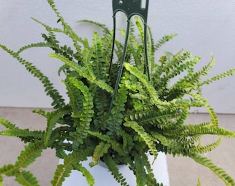 Lemon button Fern Plant in 6 inch pot