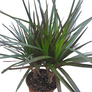 Dracaena Marginata Plant in 6 inch pot - About 15&quot; tall