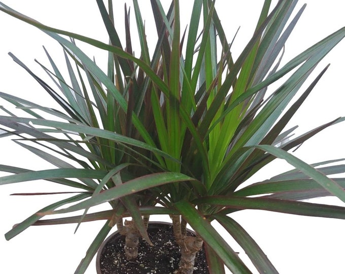 Dracaena Marginata Plant in 6 inch pot - About 15" tall