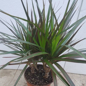 Dracaena Marginata Magenta Plant in 6 inch pot - About 12&quot; tall