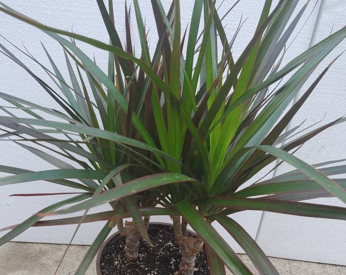 Dracaena Marginata Magenta Plant in 6 inch pot - About 12" tall