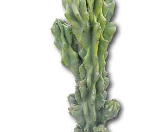 Cereus Peruvian Monstrose Cactus in  5 Gallon Pot - About 40 inches tall