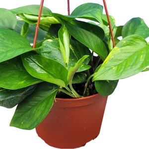 Trailing Golden Pothos Plant in 6 inch pot