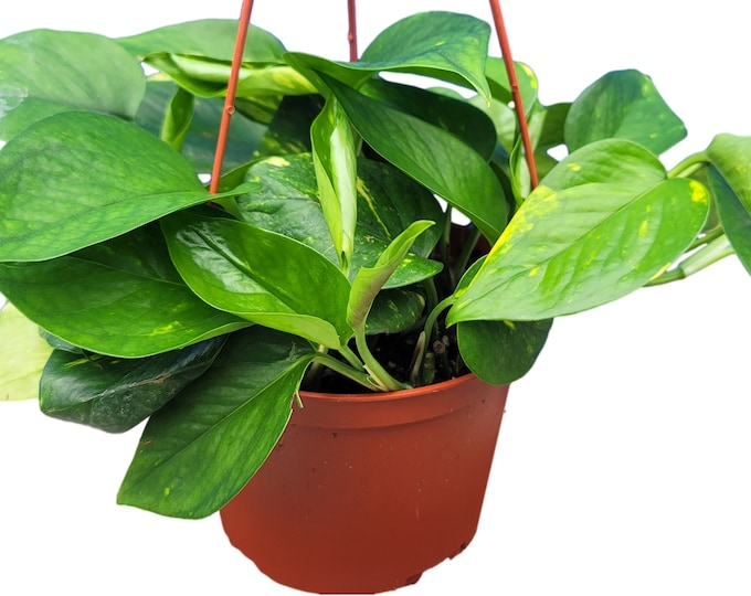 Trailing Golden Pothos Plant in 6 inch pot