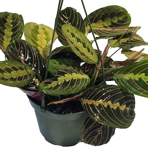 Red Maranta Leuconeura Prayer Plant in 6 Inch Pot