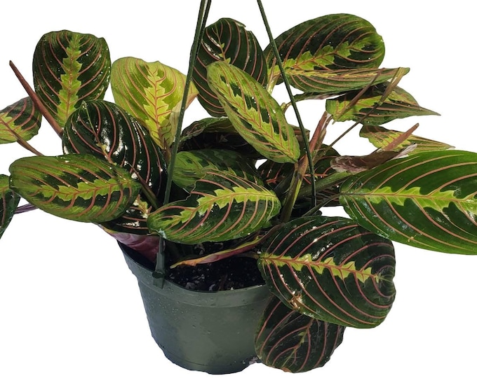 Red Maranta Leuconeura Prayer Plant in 6 Inch Pot