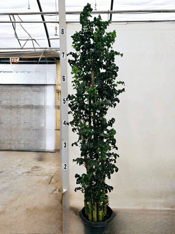 Polyscias Guilfoylei Blackie Black Aralia Plant in 7 Gallon Pot