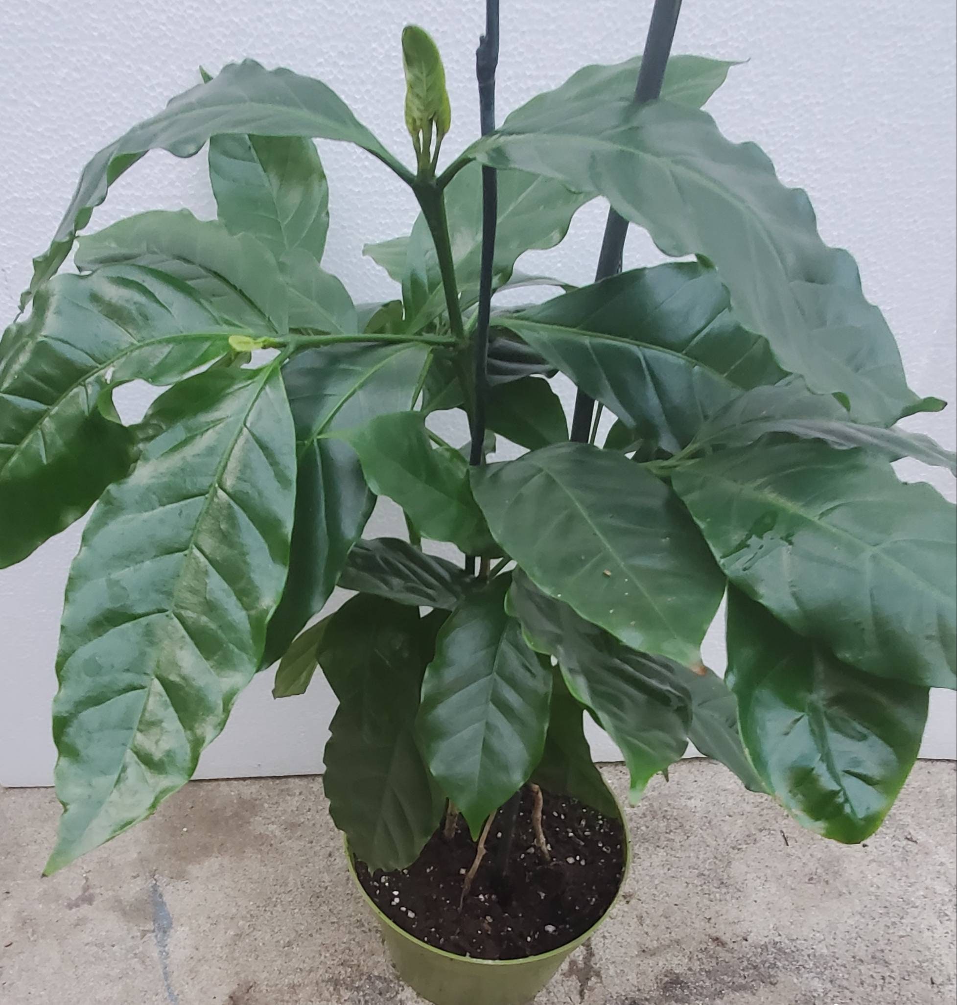 Coffee Arabica Plant in 6 inch pot About 18 inches tall