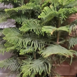 May include: A lush, green Norfolk Island pine tree with feathery, needle-like leaves. The tree has multiple branches and a full, dense appearance, creating a vibrant, natural aesthetic. The plant is in a dark pot.