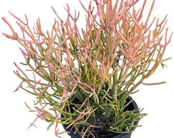 Sticks Of Fire Plant in 5 Gallon Pot - Euphorbia Tirucali - Red Pencil Tree - About 24 inches tall