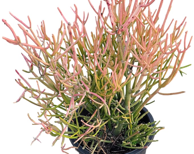 Sticks Of Fire Plant in 5 Gallon Pot - Euphorbia Tirucali - Red Pencil Tree - About 24 inches tall