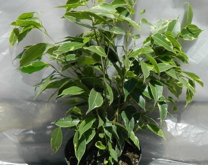Ficus Spearmint Variegated Plant in 8 inch pot