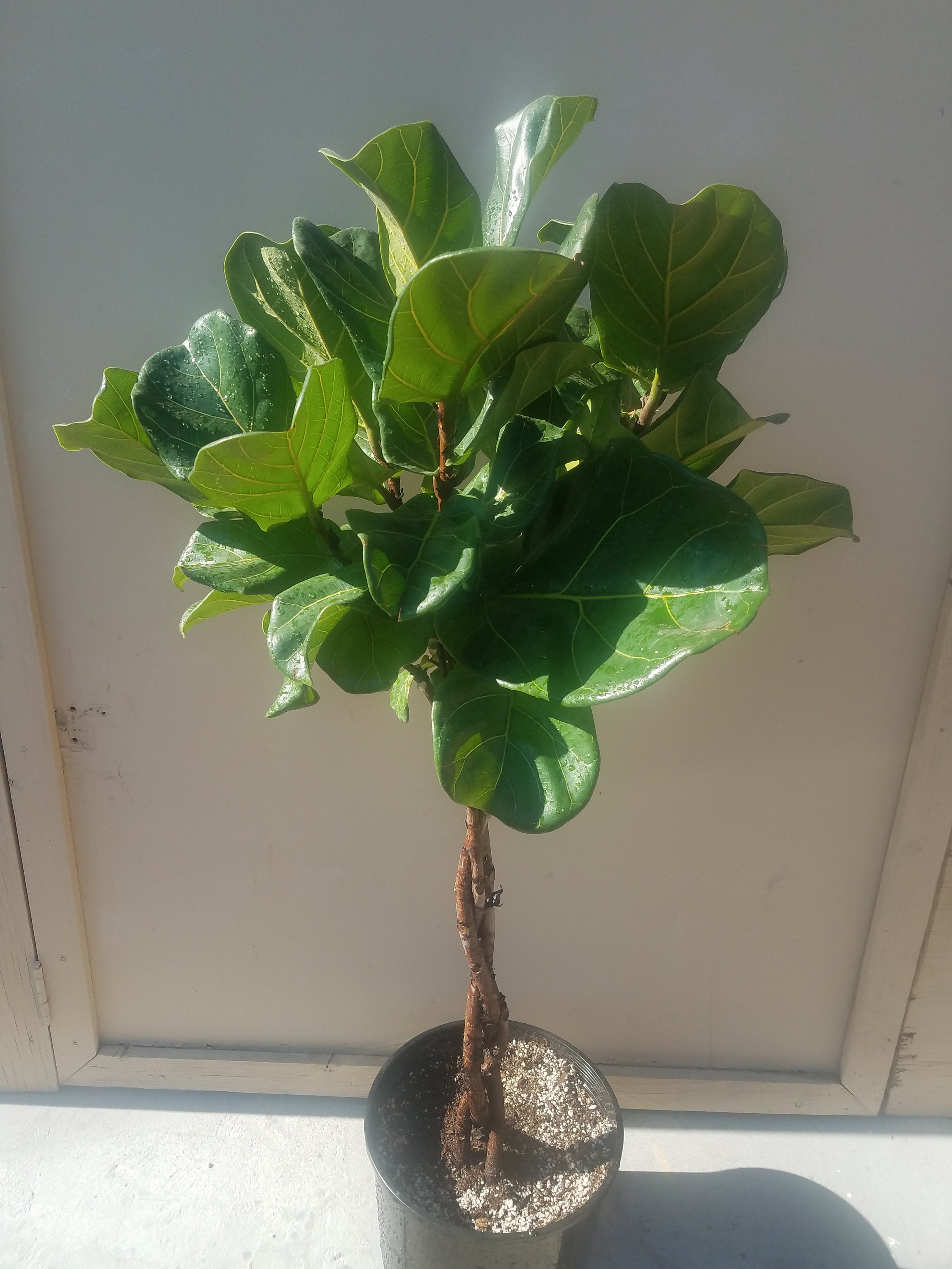 Braided Ficus Lyrata Tree Plant in 12 Pot Also Called Etsy