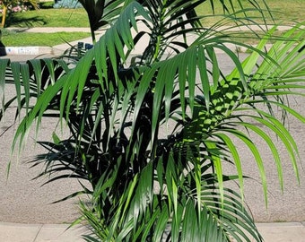 Kentia Palm Plant in 5G pot, 80" tall, Tropical, Howea Forsteriana, Sentry