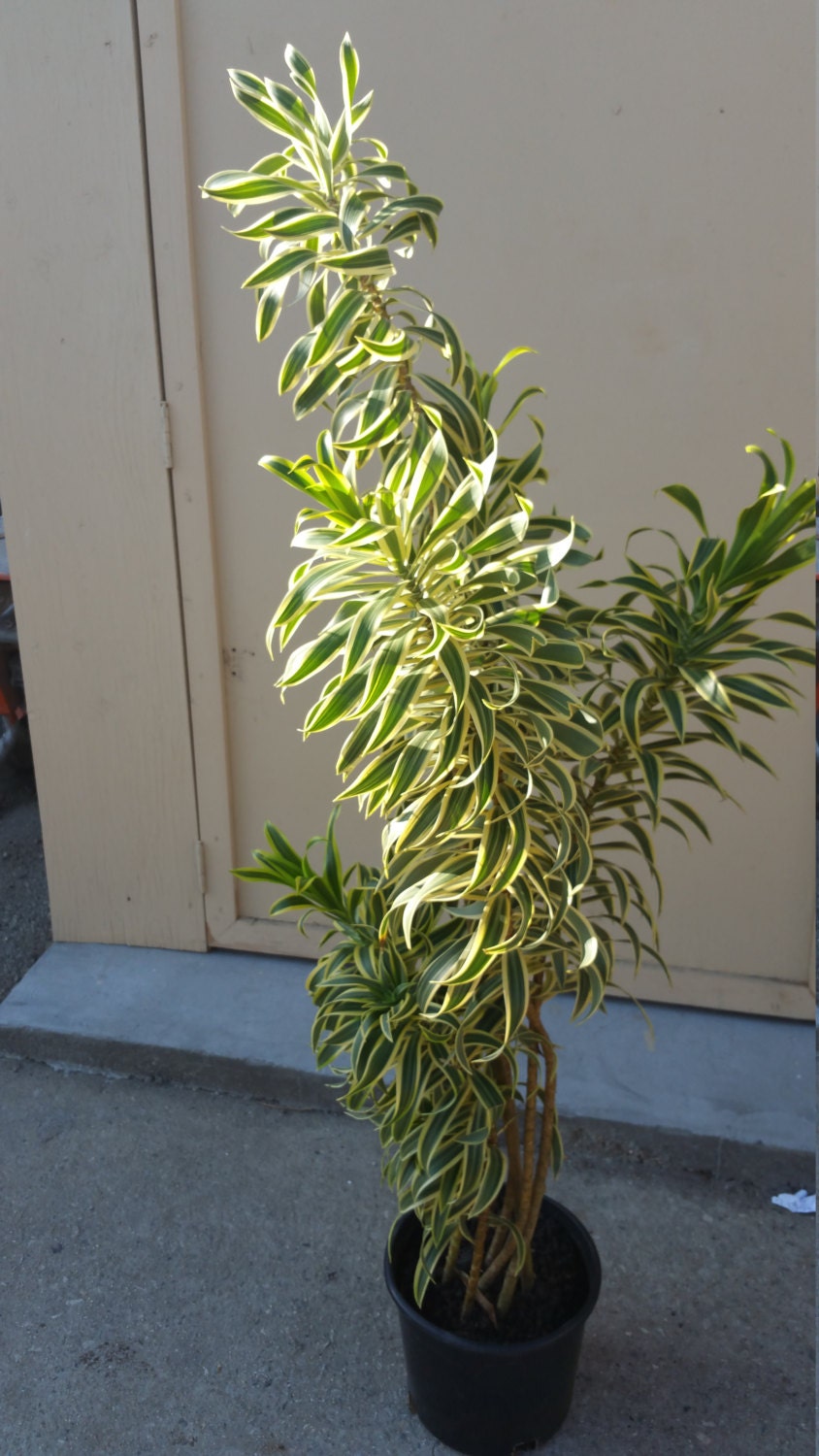Dracaena Pleomele Reflexa Song Of India Tropical Plant in 12 pot 60 tall Dracaena Pleomele Reflexa Song Of India Tropical Plant in 12 pot 60 tall