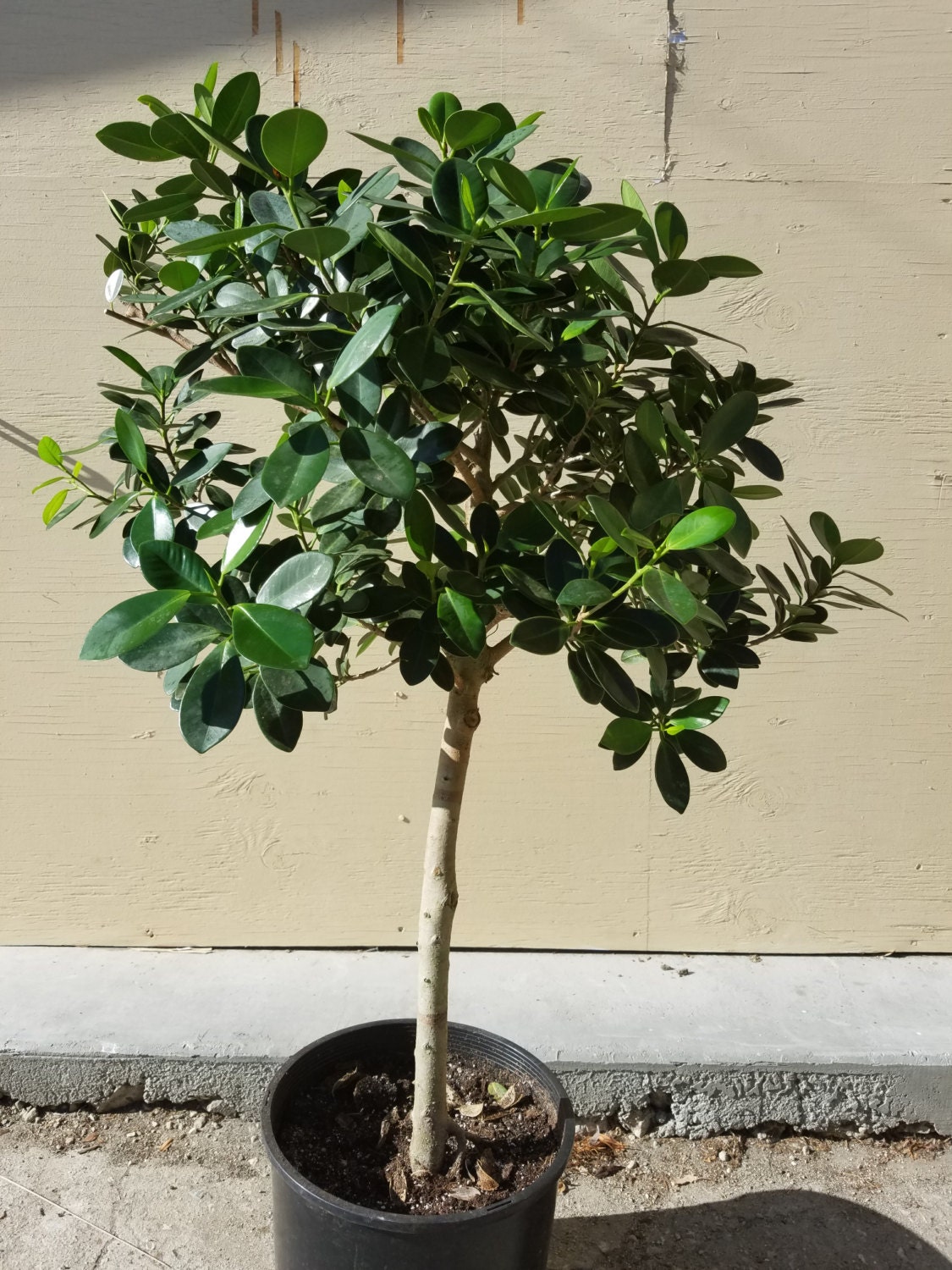 ficus microcarpa mini