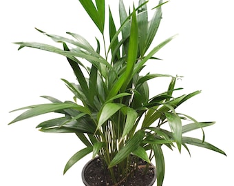 Areca Palm Plant in 6 inch pot