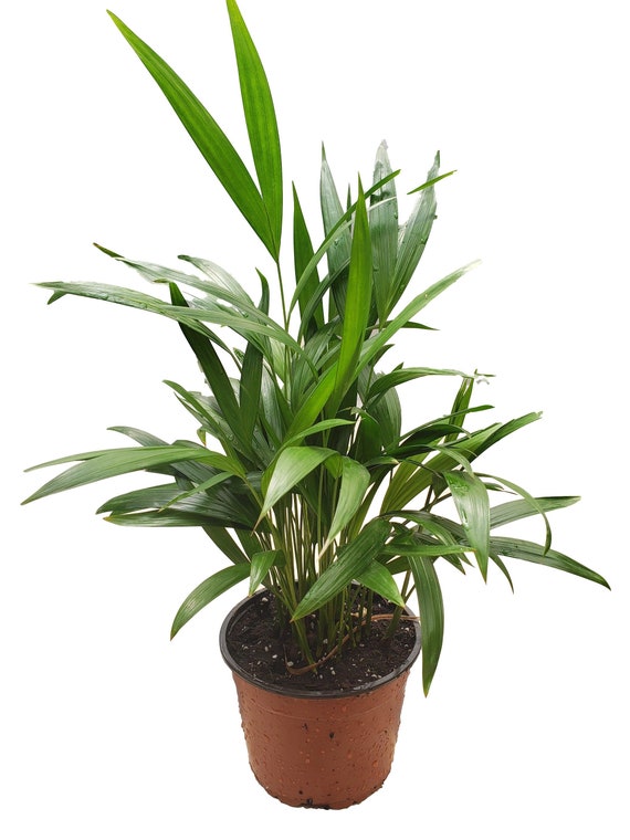 variegated dieffenbachia 8'' Nursery Pot main image 1