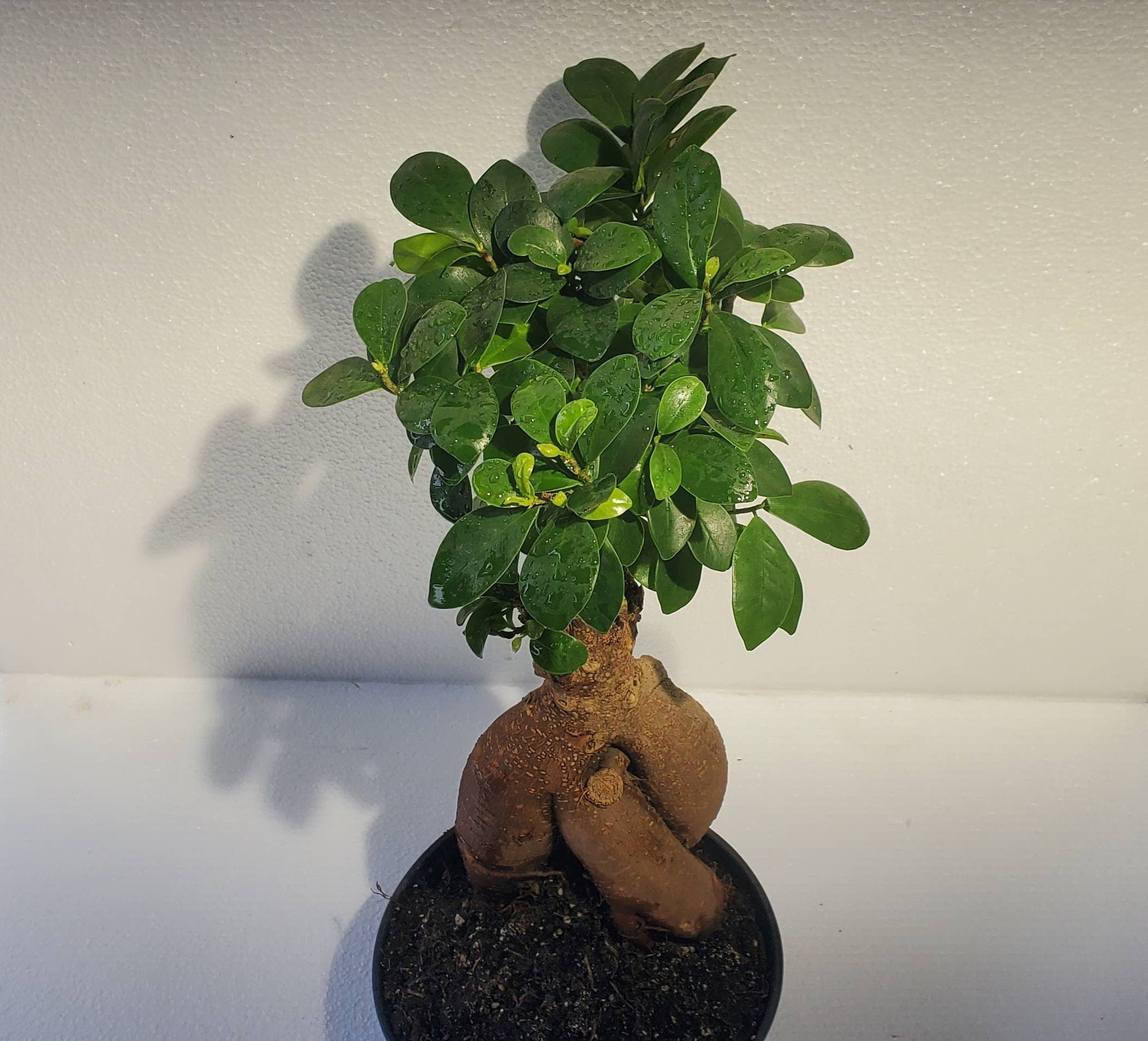 Ginseng Ficus Bonsai Plant in 6 pot About 1215 inches tall